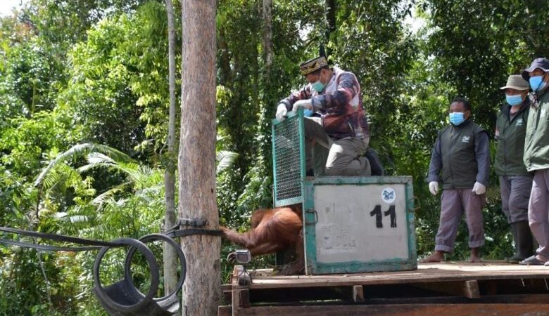 Kalteng Perkuat Kolaborasi Lintas Pihak Selamatkan Orangutan.
