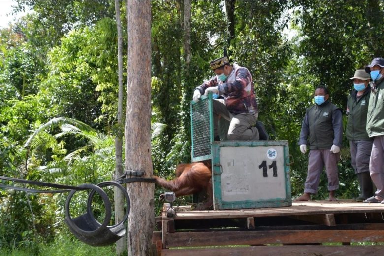 Kalteng Perkuat Kolaborasi Lintas Pihak Selamatkan Orangutan.