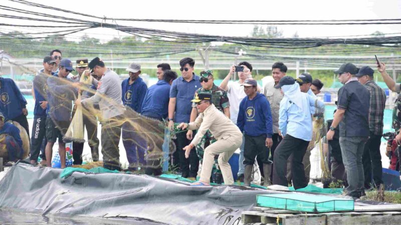 Gubernur Agustiar Sabran Bersama Forkopimda Panen Udang Vadame