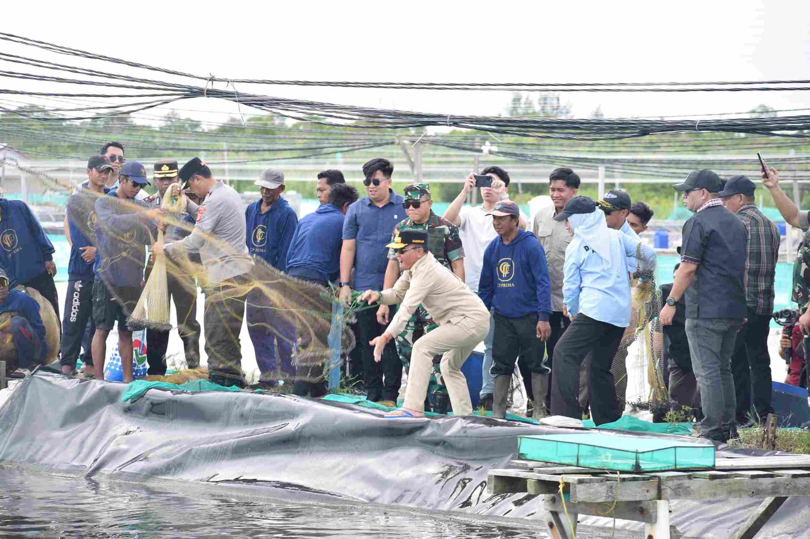 Gubernur Agustiar Sabran Bersama Forkopimda Panen Udang Vadame