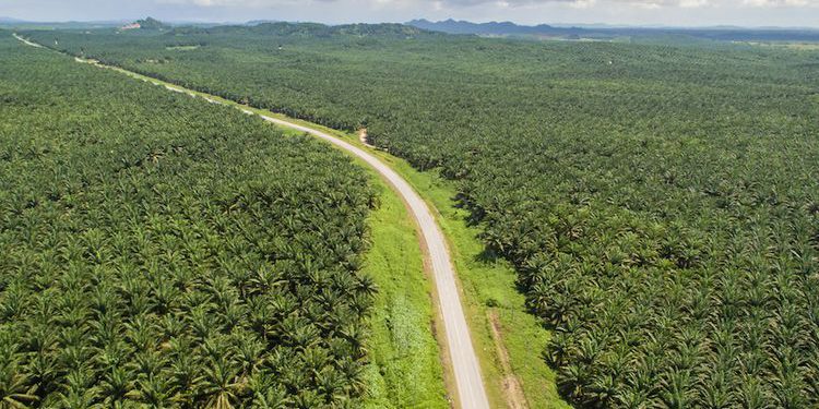 Demi BUMN, Jutaan Hektar Kebun Rampasan “Diputihkan” Menhut.