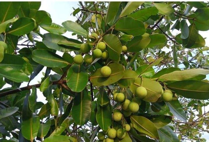 Tumbuh Liar di Hutan RI, Tanaman Nyamplung Ternyata Bisa Jadi Energi Terbarukan.