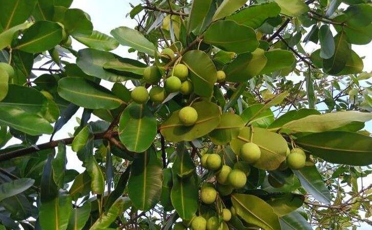 Tumbuh Liar di Hutan RI, Tanaman Nyamplung Ternyata Bisa Jadi Energi Terbarukan.