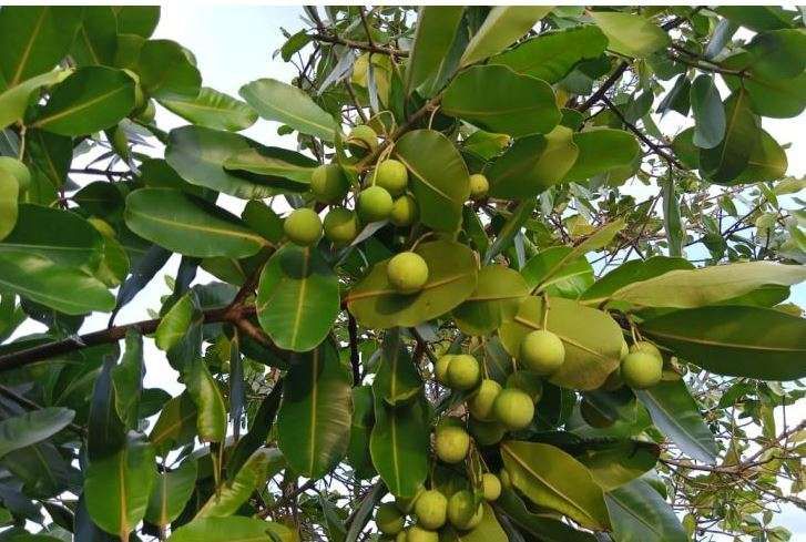 Tumbuh Liar di Hutan RI, Tanaman Nyamplung Ternyata Bisa Jadi Energi Terbarukan.