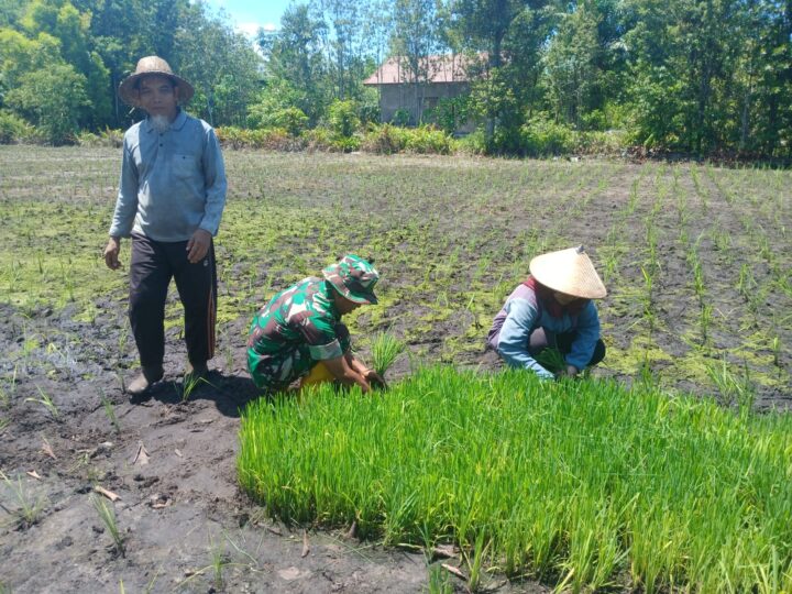 Wujudkan Swasembada Pangan, Babinsa Kodim 1016/Plk Dampingi Petani Tanam Padi