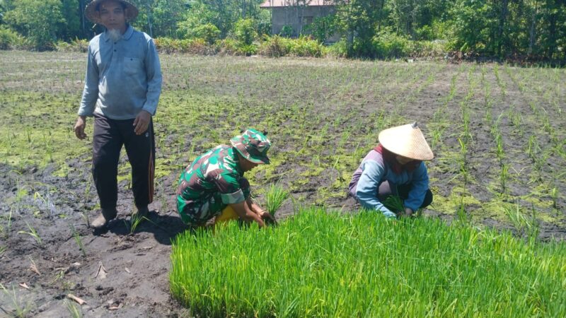 Wujudkan Swasembada Pangan, Babinsa Kodim 1016/Plk Dampingi Petani Tanam Padi
