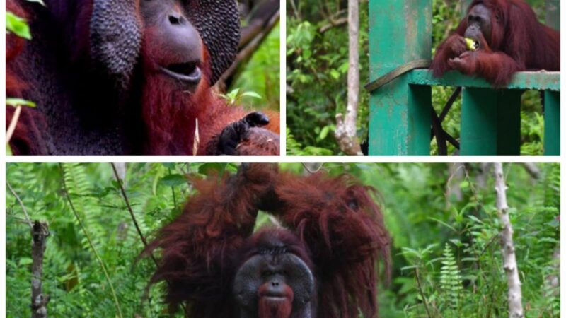 Orangutan Bernama Morio di Samboja Lestari Kian Terancam.