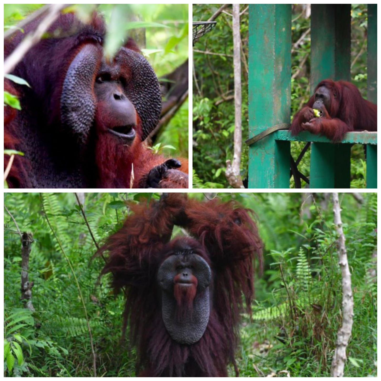 Orangutan Bernama Morio di Samboja Lestari Kian Terancam.
