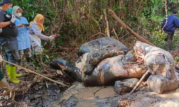 Kematian Gajah Sumatra di Areal Konsesi Perusahaan, Protret Gagalnya Klaim Sertifikat Hijau.