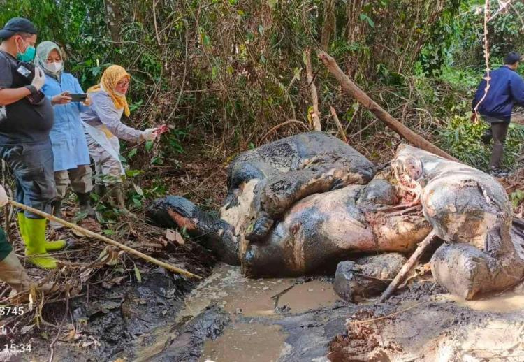 Kematian Gajah Sumatra di Areal Konsesi Perusahaan, Protret Gagalnya Klaim Sertifikat Hijau.