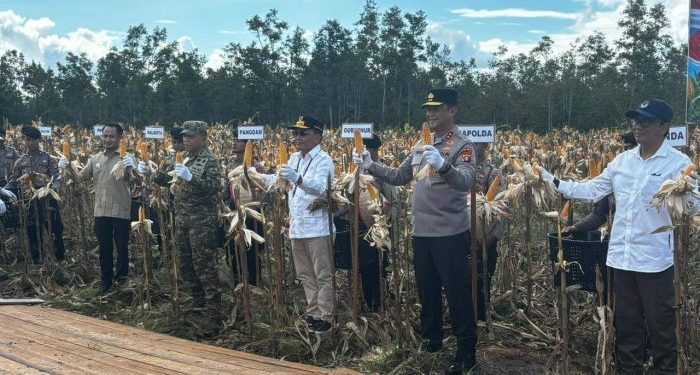Gubernur Apresiasi Polda Panen Raya Jagung di Tumbang Talaken.
