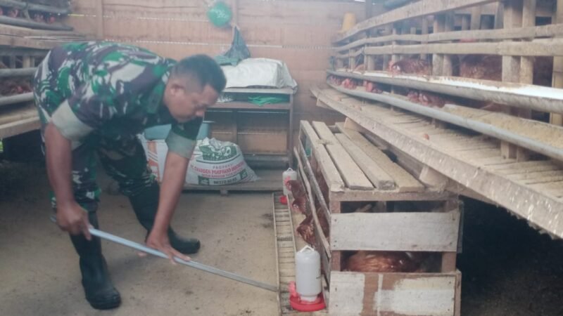 Dukung Ketahanan Pangan, Anggota Koramil 1016 -01/Pahandut Pelihara Ayam Petelur