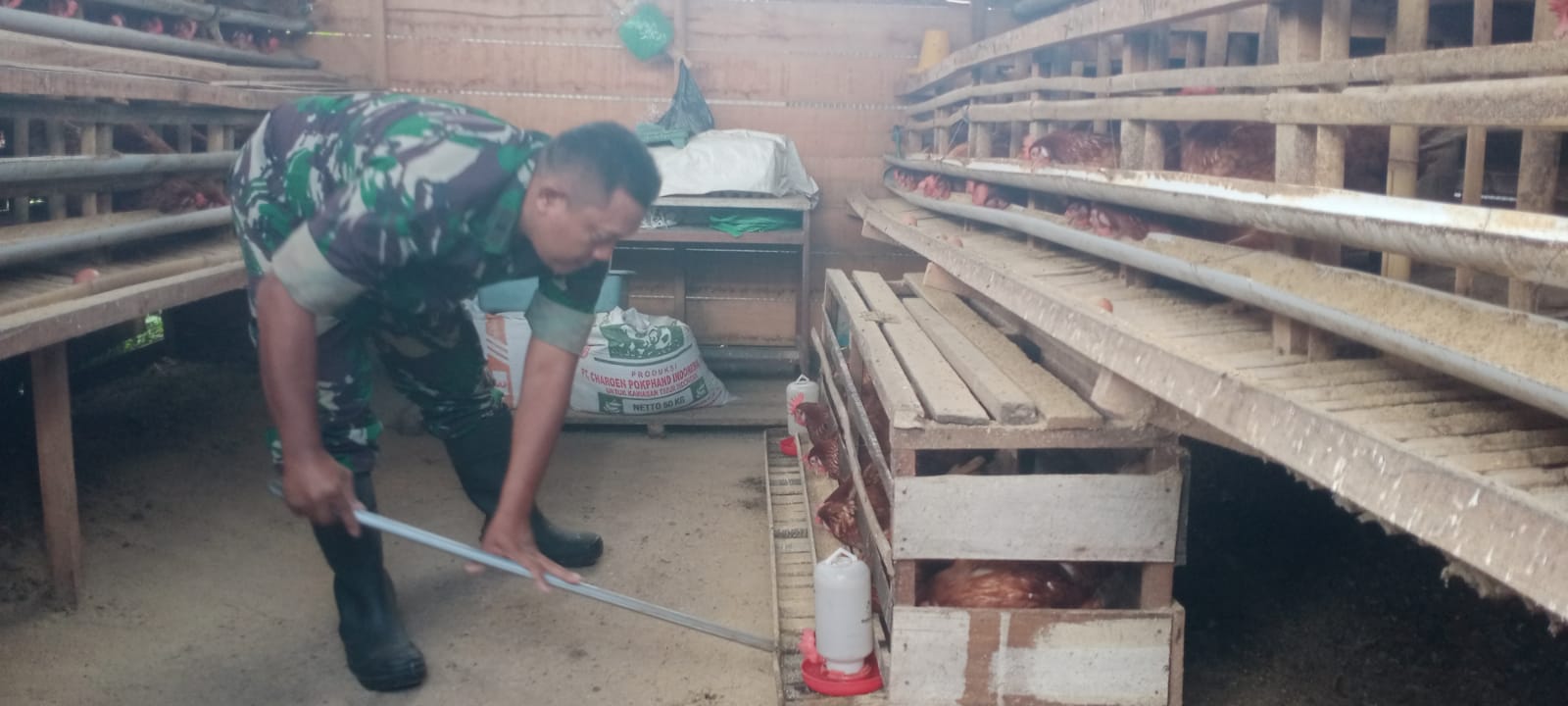 Dukung Ketahanan Pangan, Anggota Koramil 1016 -01/Pahandut Pelihara Ayam Petelur