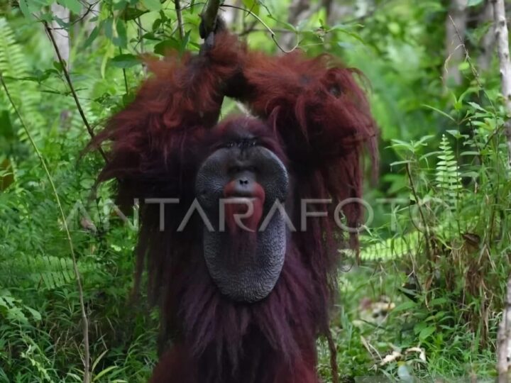 BKSDA Kaltim Perkuat Pelestarian Orang Utan.