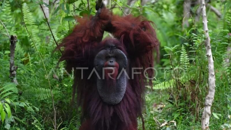 BKSDA Kaltim Perkuat Pelestarian Orang Utan.