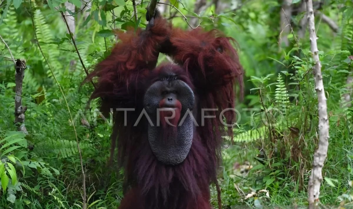 BKSDA Kaltim Perkuat Pelestarian Orang Utan.