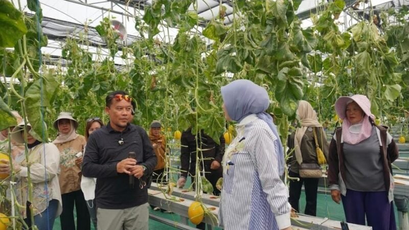 Ketua TP-PKK Aisyah Thisia Panen Melon Smart Greenhouse.