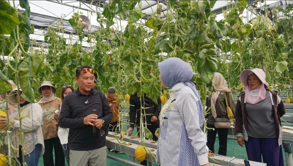 Ketua TP-PKK Aisyah Thisia Panen Melon Smart Greenhouse.