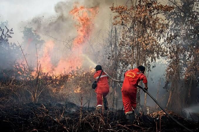 BAKAR LAHAN, IZIN USAHA PERKEBUNAN SAWIT TAMAT