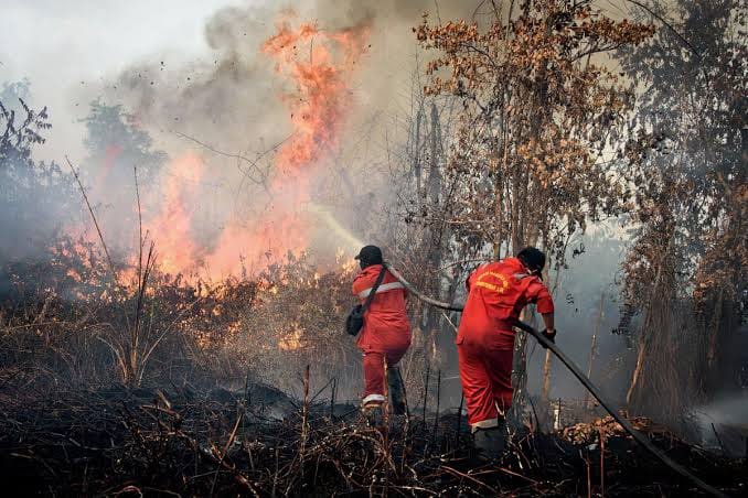 BAKAR LAHAN, IZIN USAHA PERKEBUNAN SAWIT TAMAT